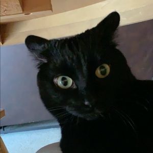 Meet your Posher, Mia